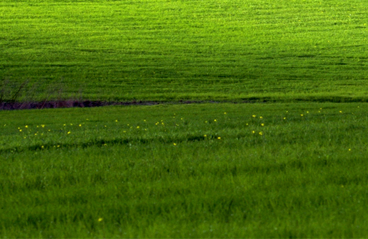 Green field background